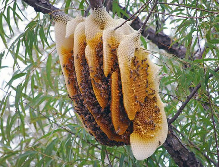 Mật ong rừng là loại mật được lấy từ những tổ ong trong rừng già tự nhiên