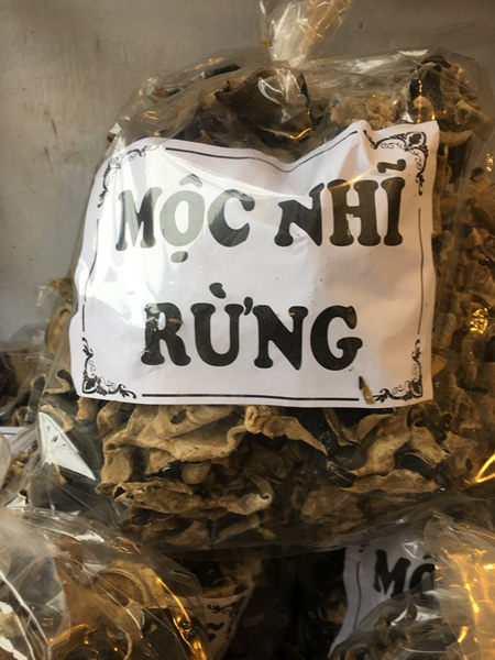 Moc-nhi-rung-Tay-bac
