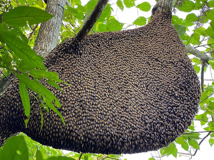 mật ong rừng Tây Bắc